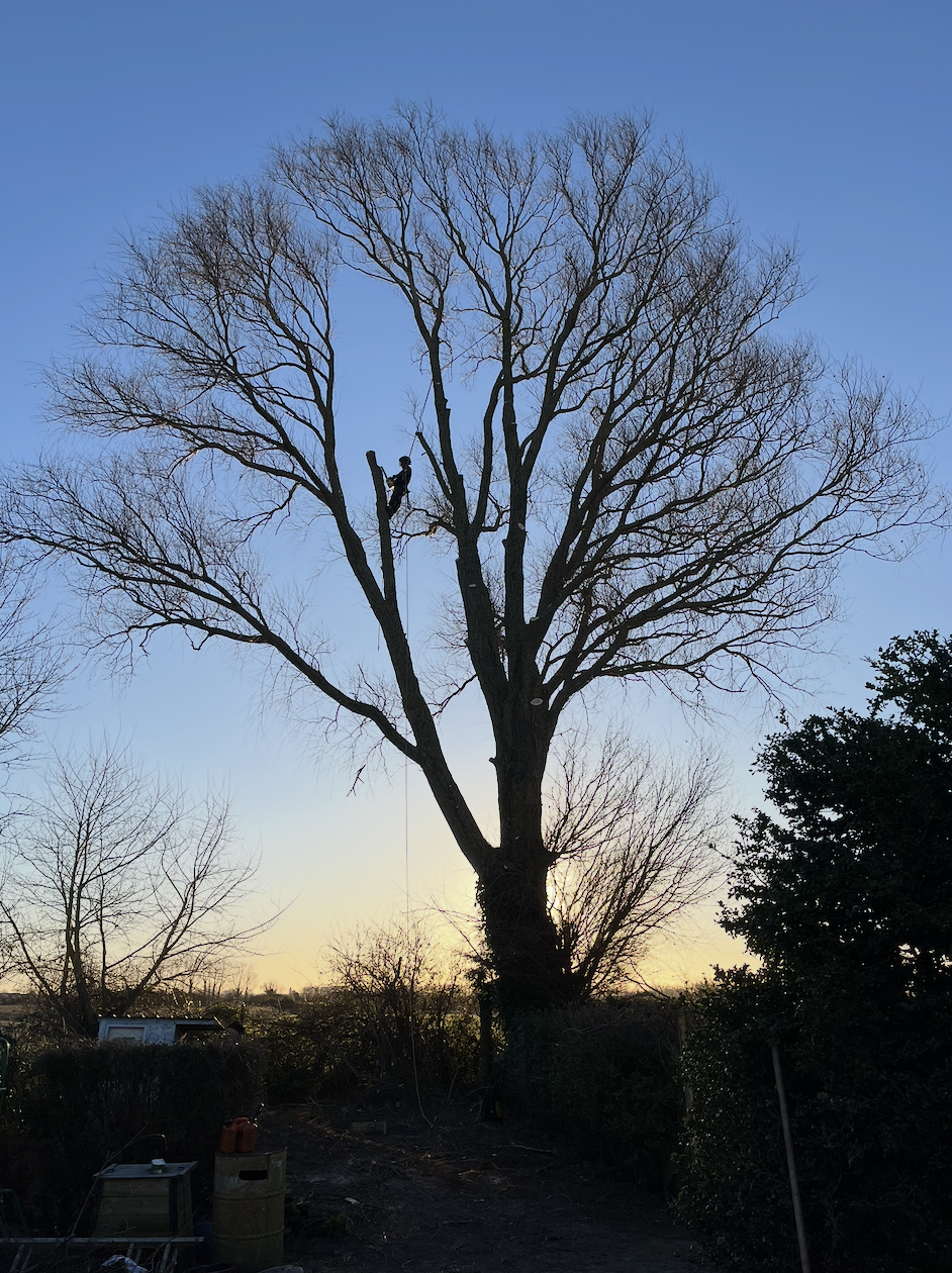 Élagage d'arbres réalisé par SEREL à Coudekerque-Branche